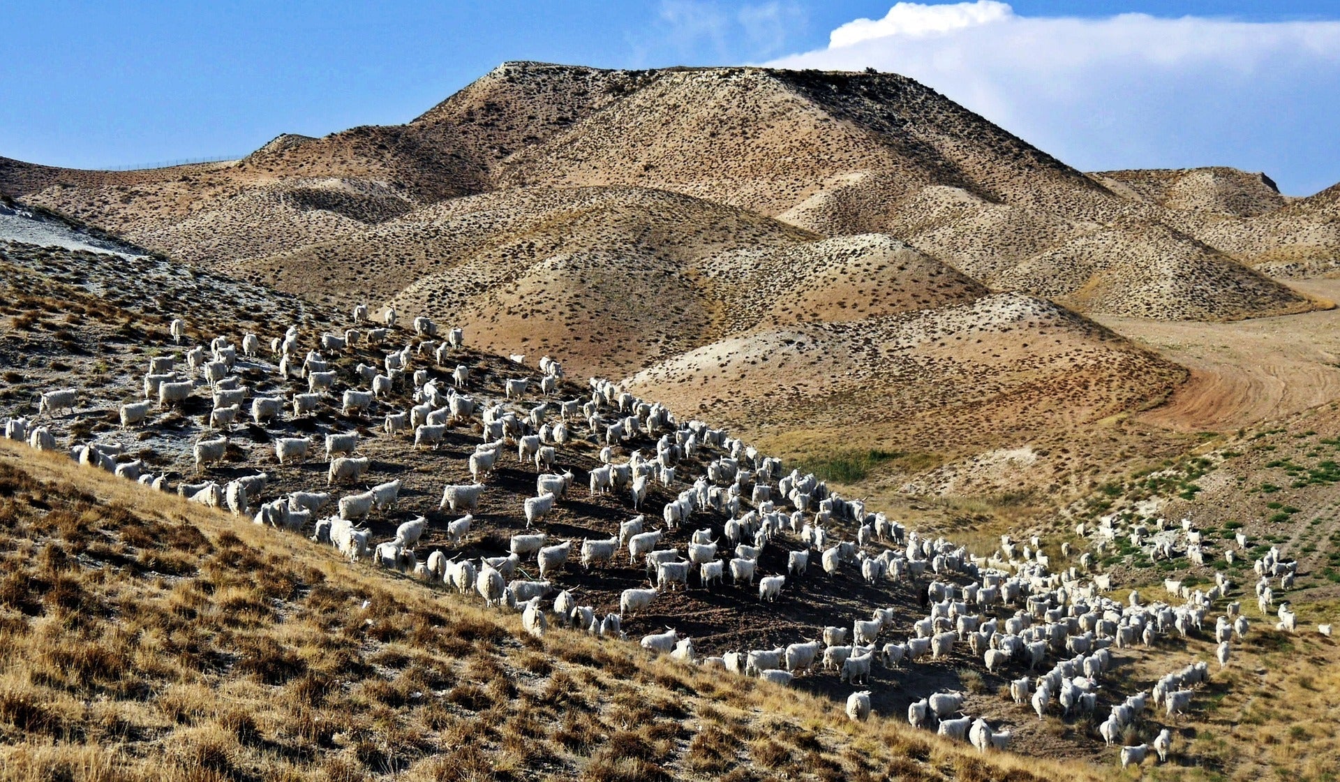 RMS erklärt: Responsible Mohair Standard - BONIFAKTUR