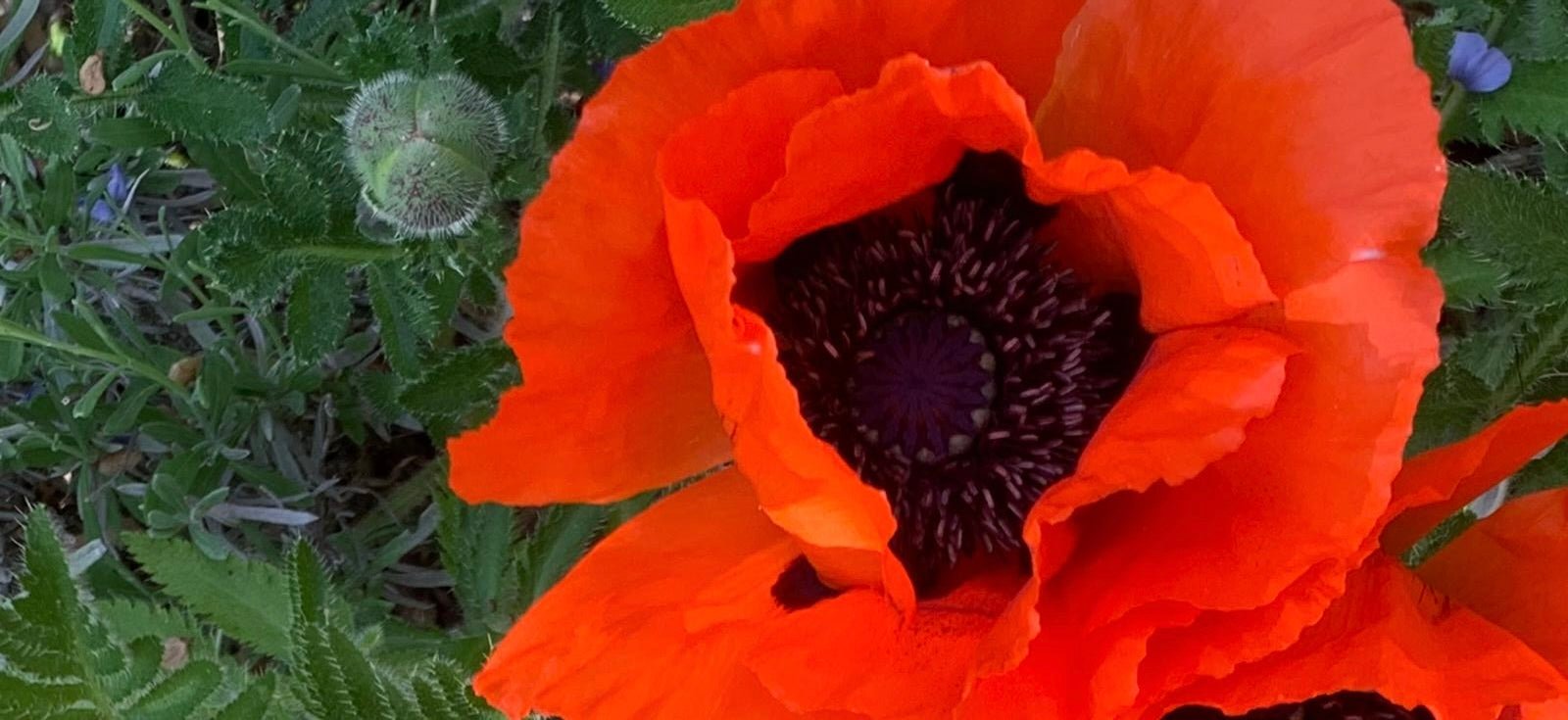 Die Magie des Mohns - BONIFAKTUR