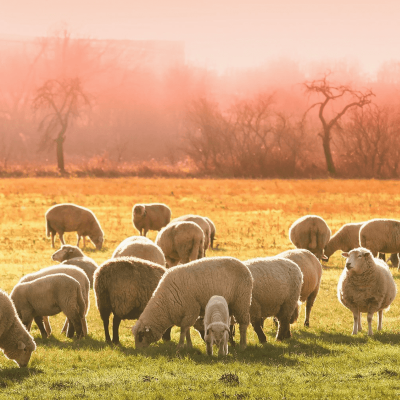 Tierische und pflanzliche Fasern - BONIFAKTUR